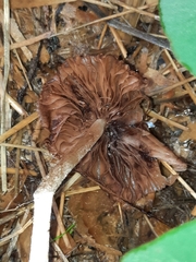 Bolbitius coprophilus