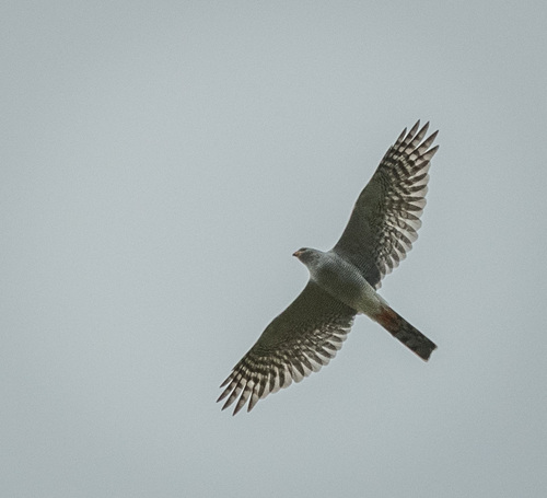 Gabar Goshawk