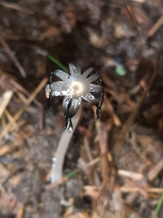 Bolbitius coprophilus