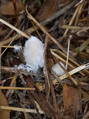 Bolbitius coprophilus