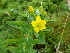 Hypericum foliosum