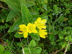 Hypericum foliosum