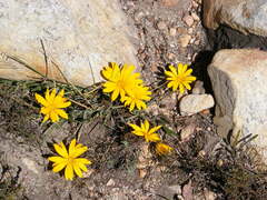 Pyrrocoma apargioides