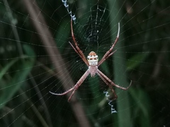 Argiope
