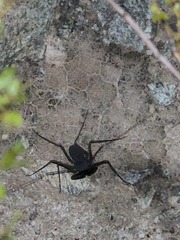 Paraphrynus carolynae