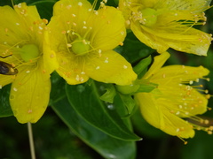 Hypericum foliosum