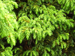 Juniperus brevifolia