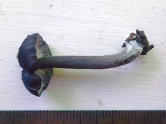 Entoloma corvinum