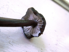 Entoloma corvinum
