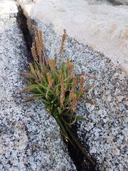 Plantago maritima juncoides