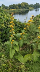 Inula racemosa