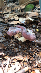 Russula