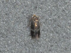 Stigmella myricafoliella