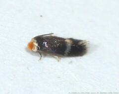 Stigmella myricafoliella