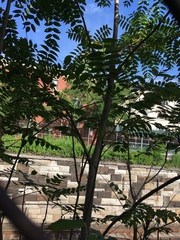 Ailanthus altissima