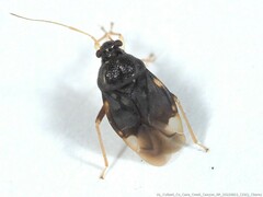 Pycnoderes quadrimaculatus