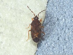 Antillocoris discretus