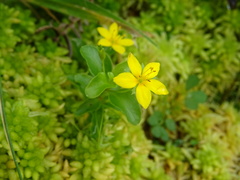 Lysimachia azorica