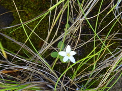 Centaurium scilloides