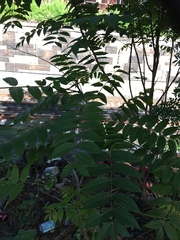 Ailanthus altissima