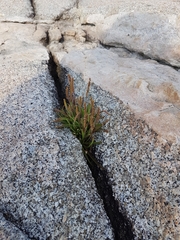 Plantago maritima juncoides