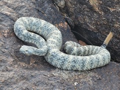 Crotalus pyrrhus
