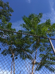 Ailanthus altissima