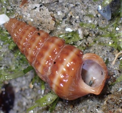 Cerithideopsis californica