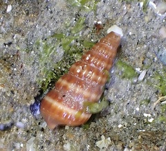 Cerithideopsis californica