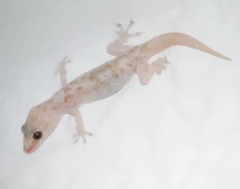 Hemidactylus turcicus