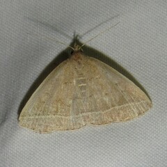 Zanclognatha marcidilinea