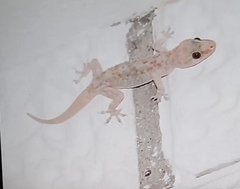 Hemidactylus turcicus