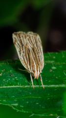 Helcystogramma hystricella
