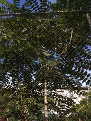 Ailanthus altissima