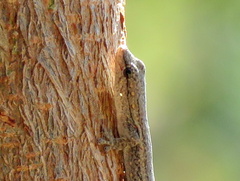 Lygodactylus bradfieldi
