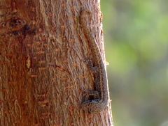 Lygodactylus bradfieldi