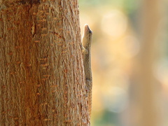 Lygodactylus bradfieldi