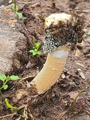 Itajahya galericulata