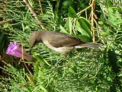 Cinnyris chalybeus albilateralis