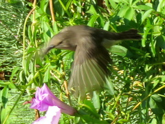 Cinnyris chalybeus albilateralis