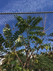 Ailanthus altissima