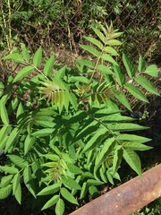 Ailanthus altissima