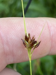 Rhynchospora gracilenta