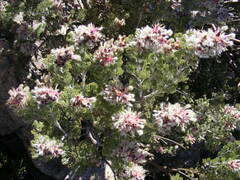 Paranomus tomentosus