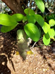 Gmelina philippensis