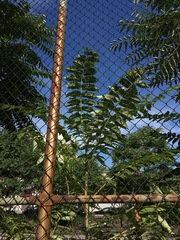 Ailanthus altissima
