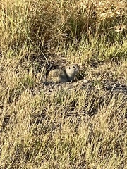 Urocitellus richardsonii