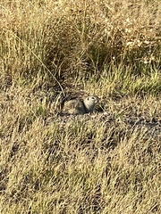 Urocitellus richardsonii