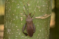 Pseudomictis distinctus