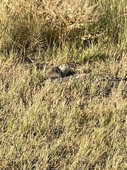 Urocitellus richardsonii